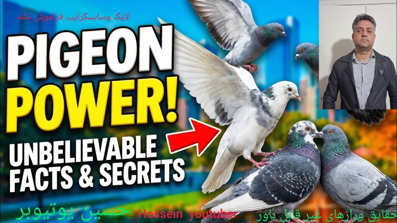 Pigeon , village , pet , hossein youtuber  , کبوتر ،