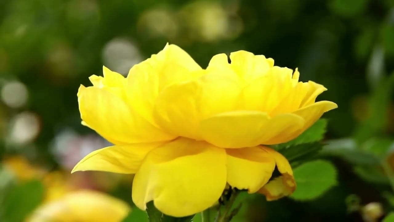 10 Hours of Yellow Roses & Relax Music &ndash; Calming Music to Ease Overthinking & Find Inner Peace
