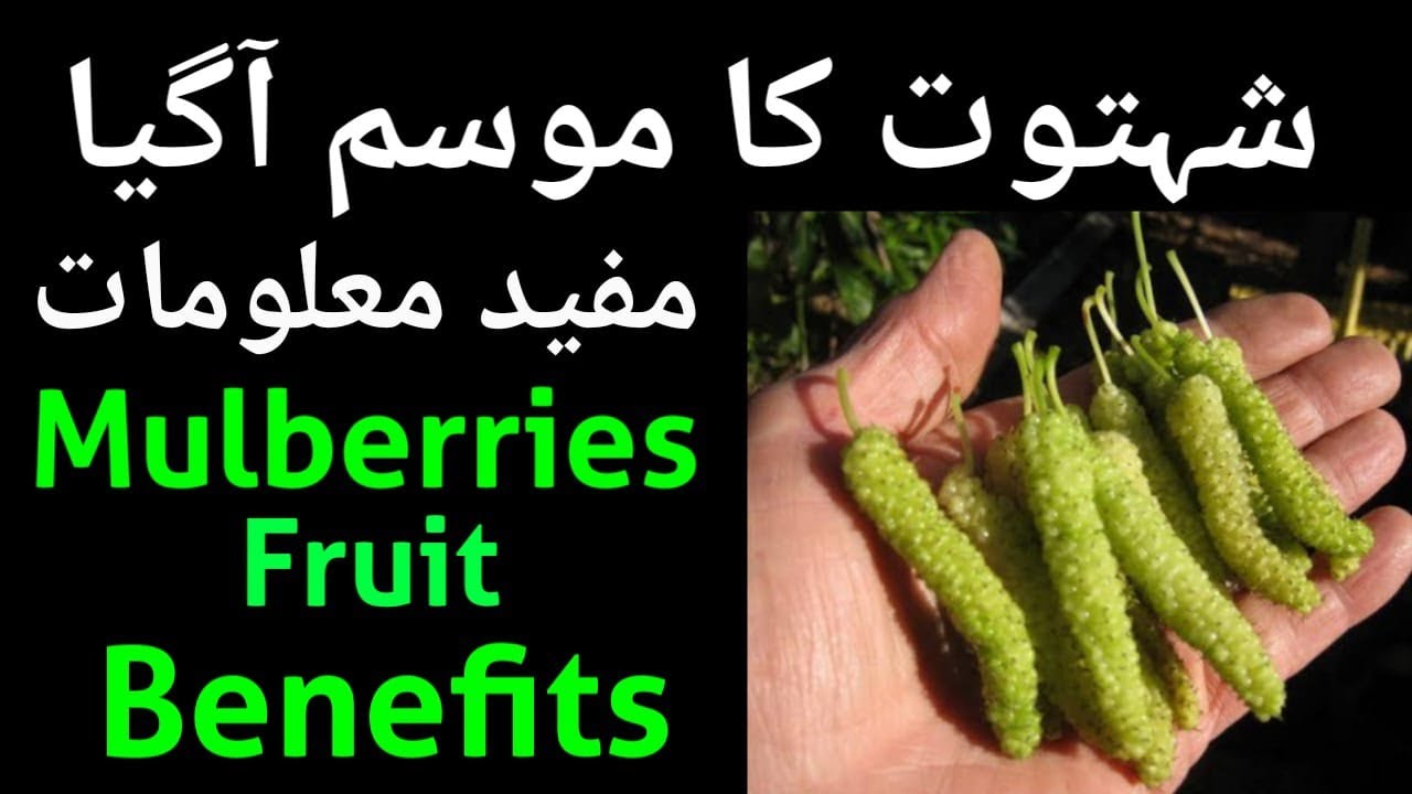 shahtoot ke fayde | Mulberries fruit Benefits in urdu / hindi | Unlimited Benefits Of Mulberry Fruit