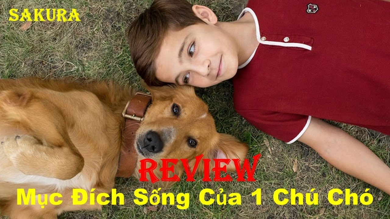 REVIEW PHIM MỤC ĐÍCH SỐNG CỦA MỘT CHÚ CHÓ || A DOGS PURPOSE 2017 || SAKURA REVIEW
