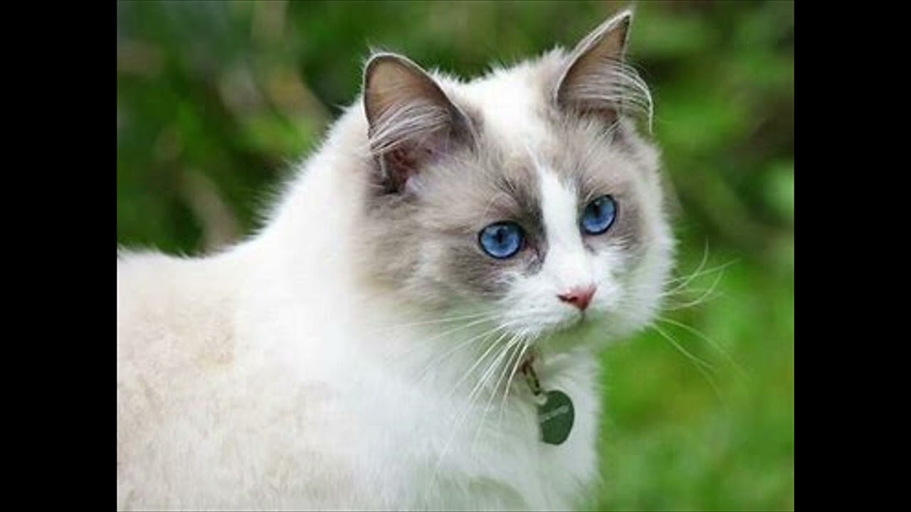 TOT CE TREBUIE SĂ ȘTII DESPRE PISICA RAGDOLL