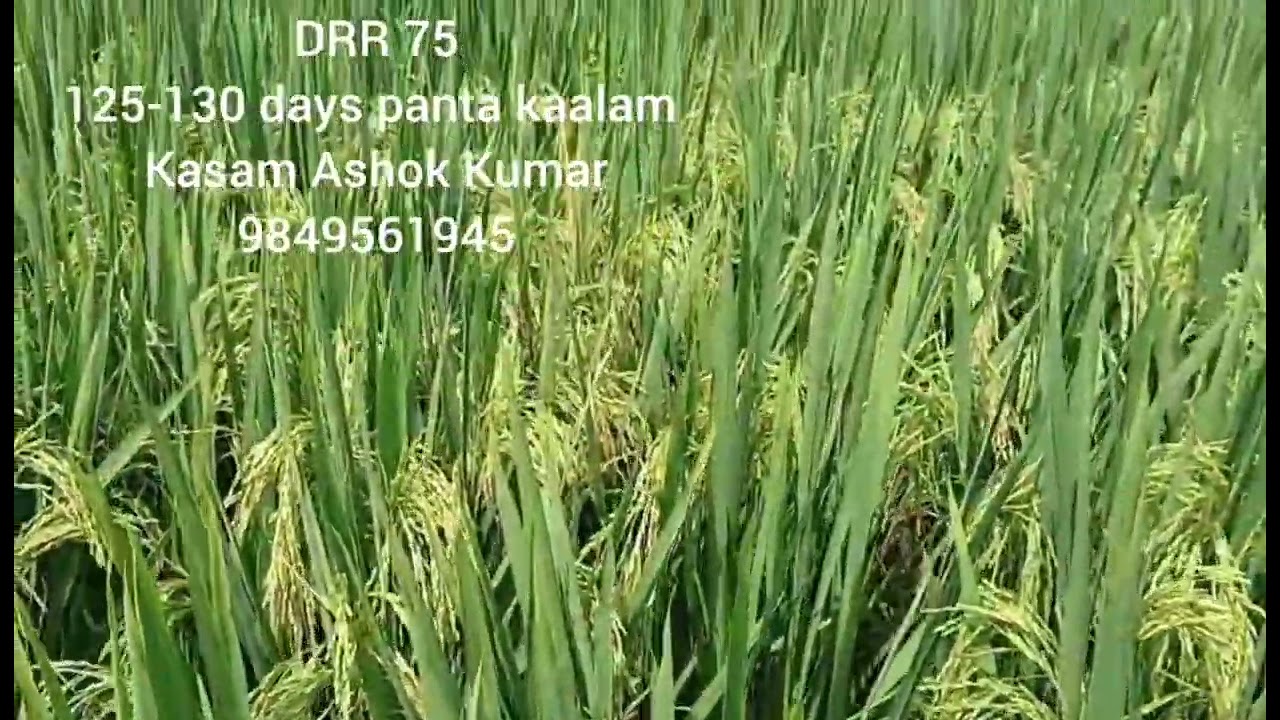 DRR 75 || KASAM ASHOK KUMAR || 125-130 DAYS || 9849561945