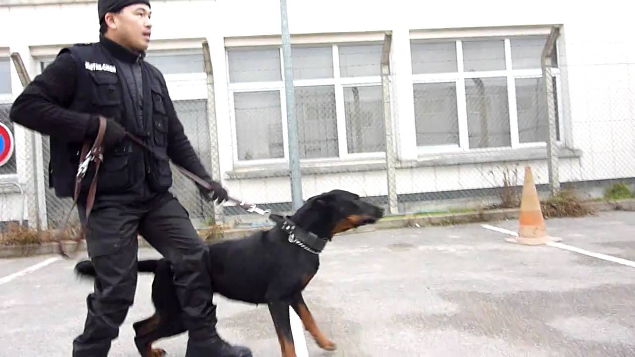 Hướng dẫn Huấn luyện Chó Nghiệp Vụ An Ninh Beauceron