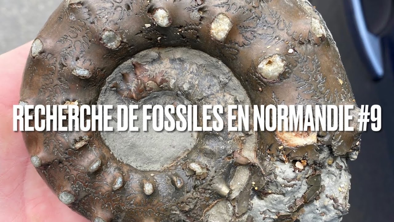 Recherche de fossiles en Normandie #9