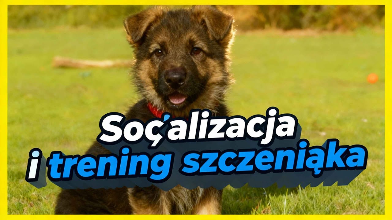 Nas pupil. Pierwsze spacery, tresura i socjalizacja owczarka niemieckiego #polskivlog 