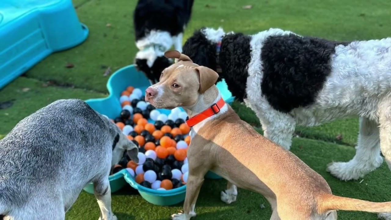 🎃🐾 Spooky Scent Week is here- Day School Enrichment! 