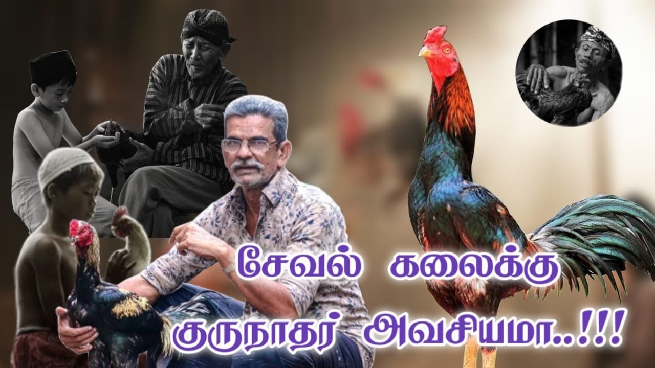 சேவல் கலைக்கு குருநாதர் அவசியமா