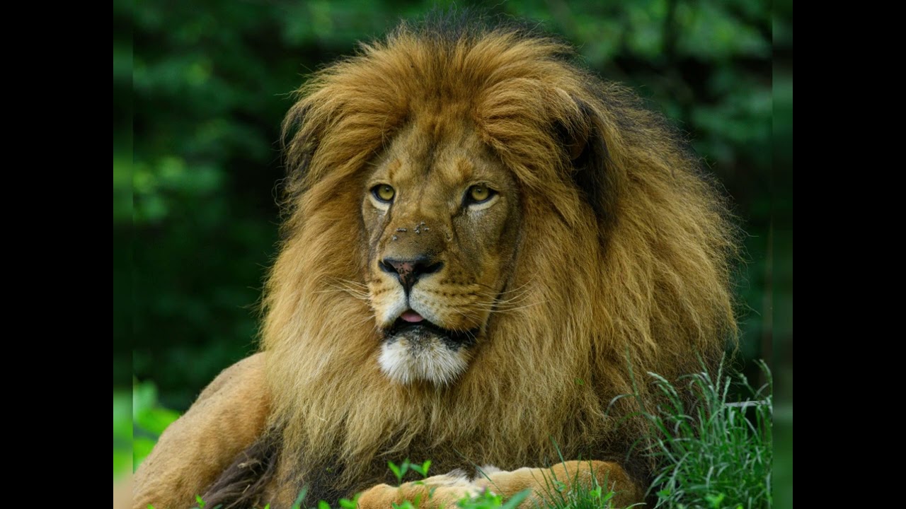 Calm an  The Lion's Dream  New feelings
