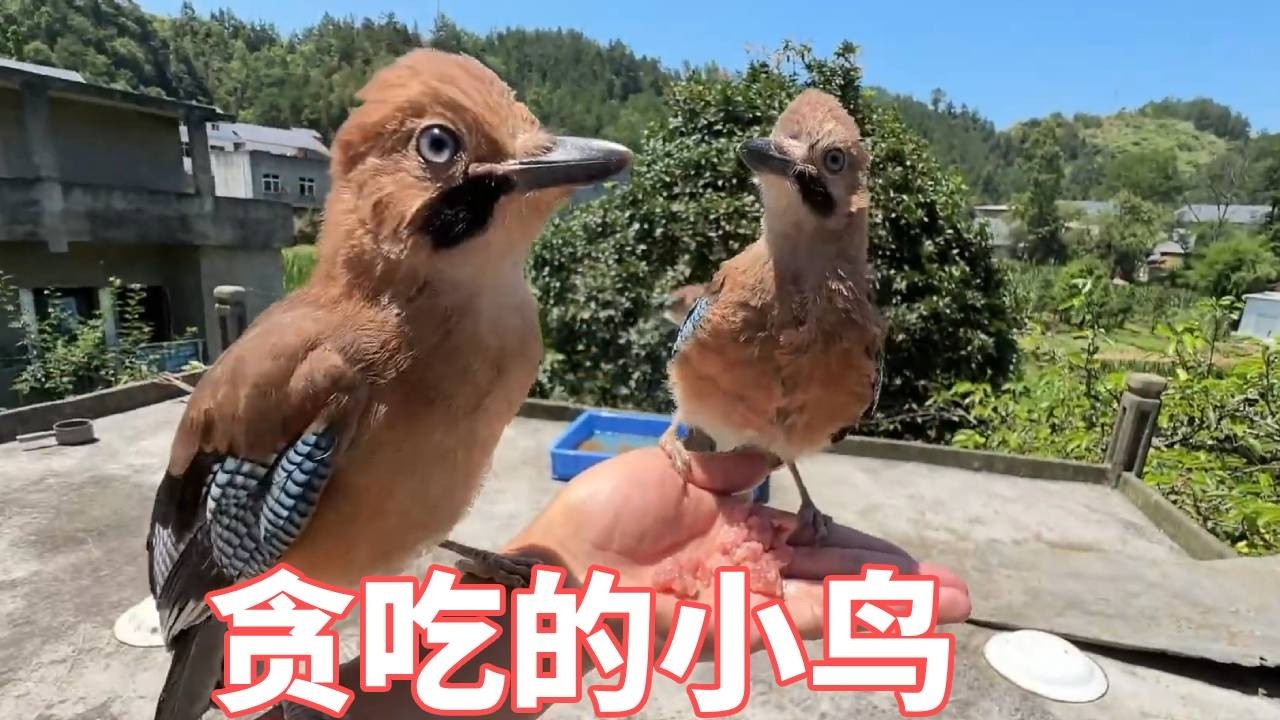一路过就站我胳膊上吵着和我讨吃的，你们都长大了能不能自己照顾自己。还是我给的食物好吃？那没办法再喂你们一点吧！【蒙面鸟哥】
