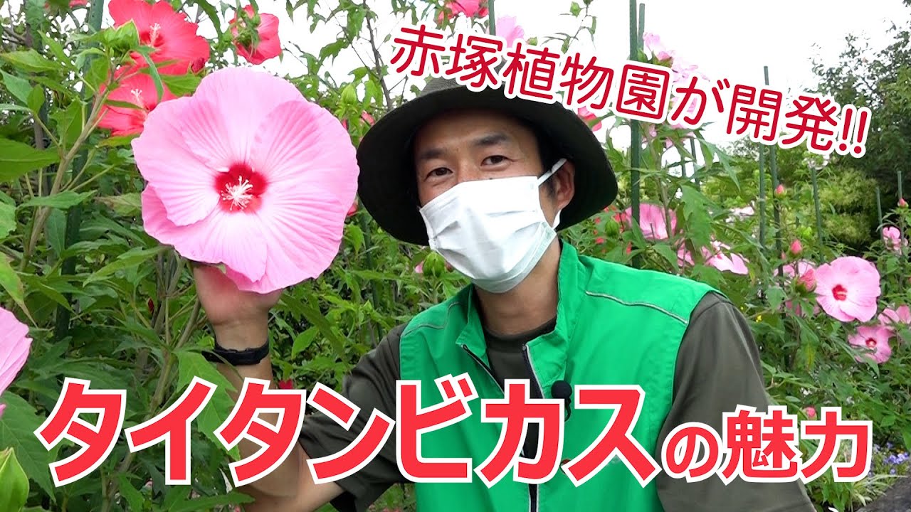 vol.103 夏を彩る大輪の花！タイタンビカスの魅力