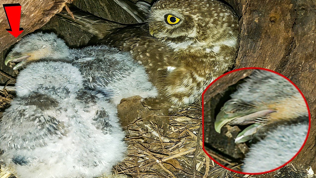 Mother Owl Bird Caring for Her Tiny Babies