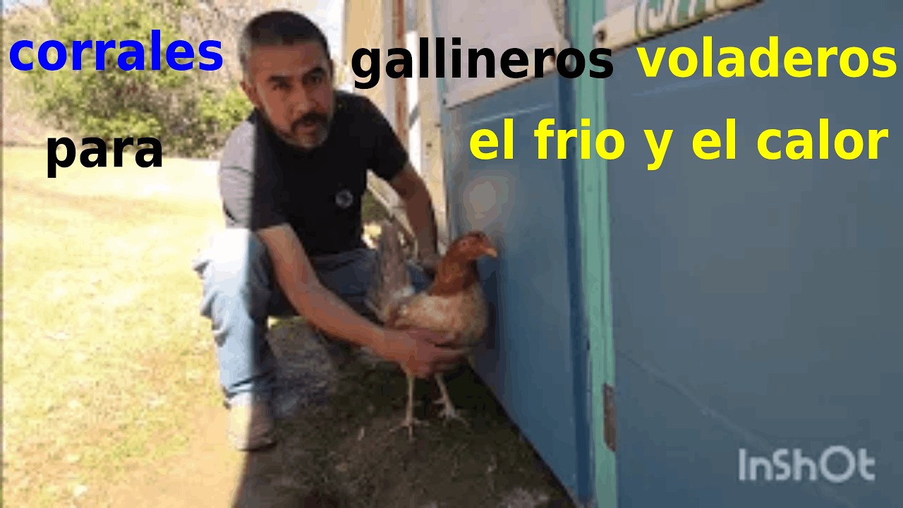 Así se hacen los gallineros o voladeros para el tiempo de frío. Y el  calor