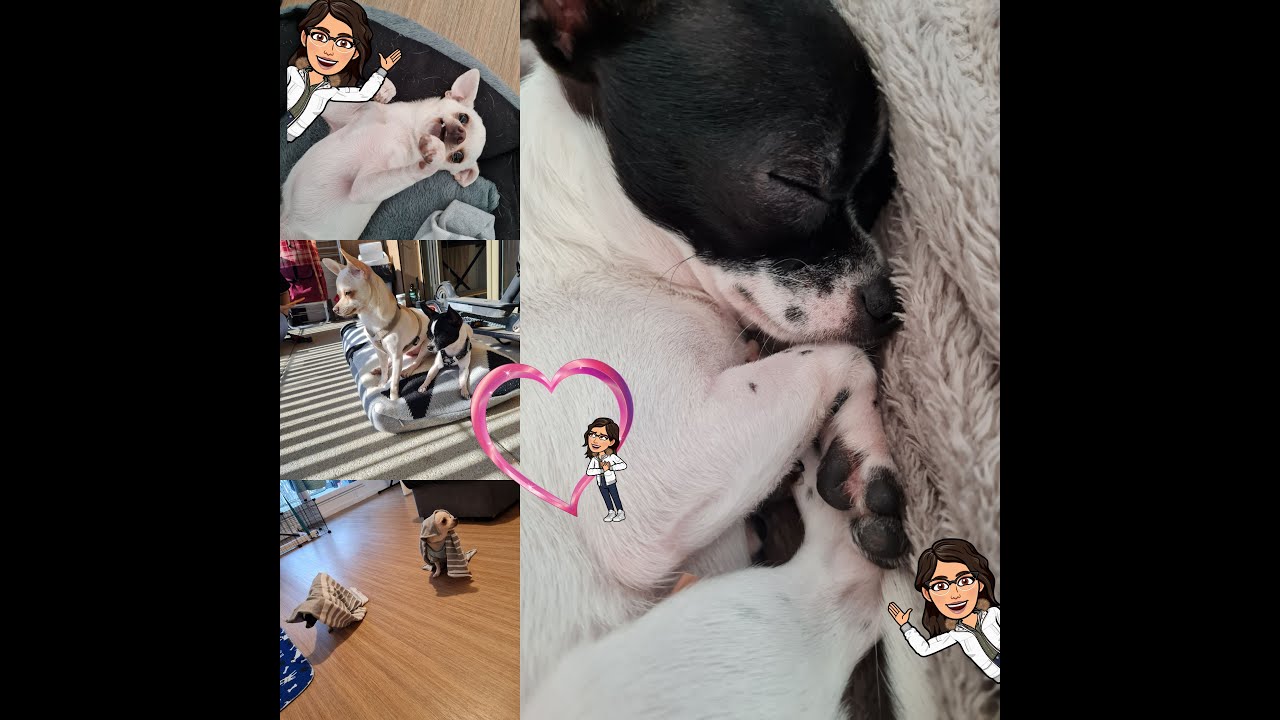 CHİHUAHUA 🐕‍🦺/ bakım , sağlık ,hepsini konuşalım