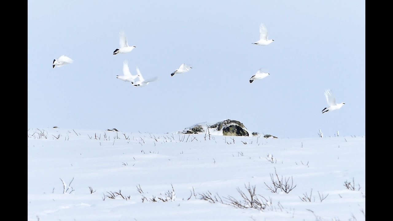 Magisk Fj&auml;llripjakt