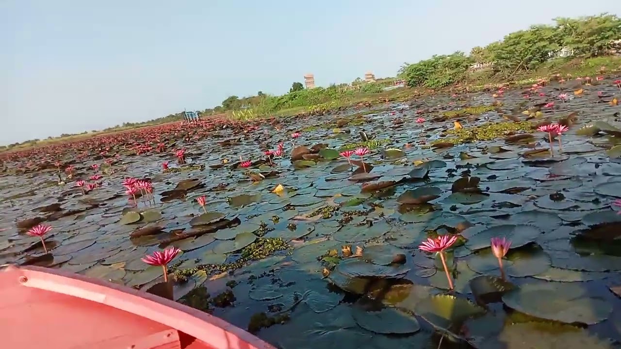 ทะเลบัวแดงอำเภอกุมภวาปีจังหวัดอุดรธานี
