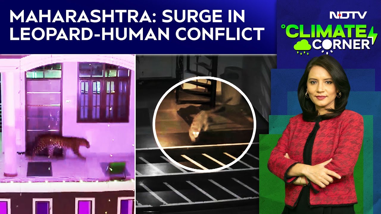Maharashtra Leopard Attack | Maharashtra: Surge In Leopard-Human Conflict | NDTV Climate Corner