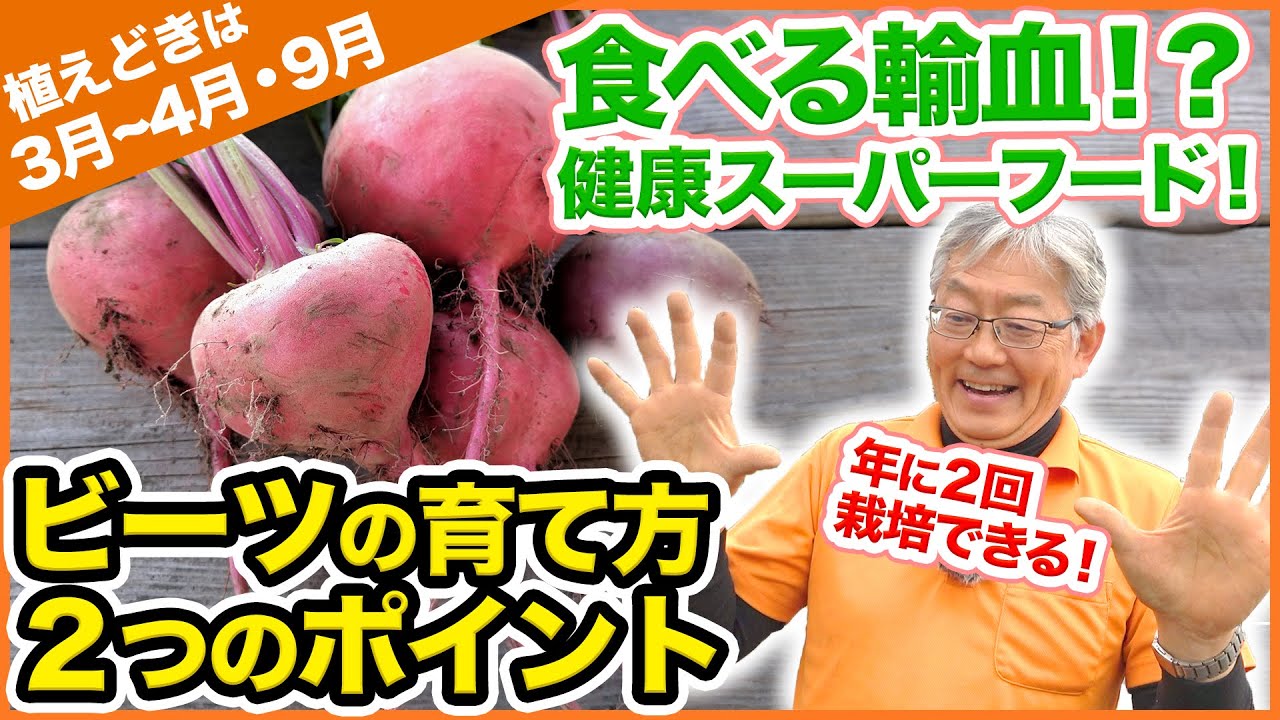 3月〜4月植えおすすめ！年に２回栽培できる！栄養満点、ビーツの種まき・育て方・間引き方法！【家庭菜園】【肥料】【土づくり】
