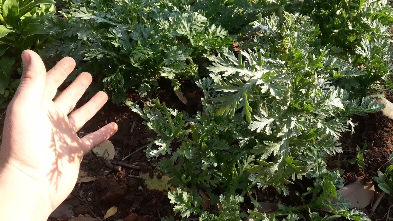 Flor Crisantemo completando 93 dias de vida video 5