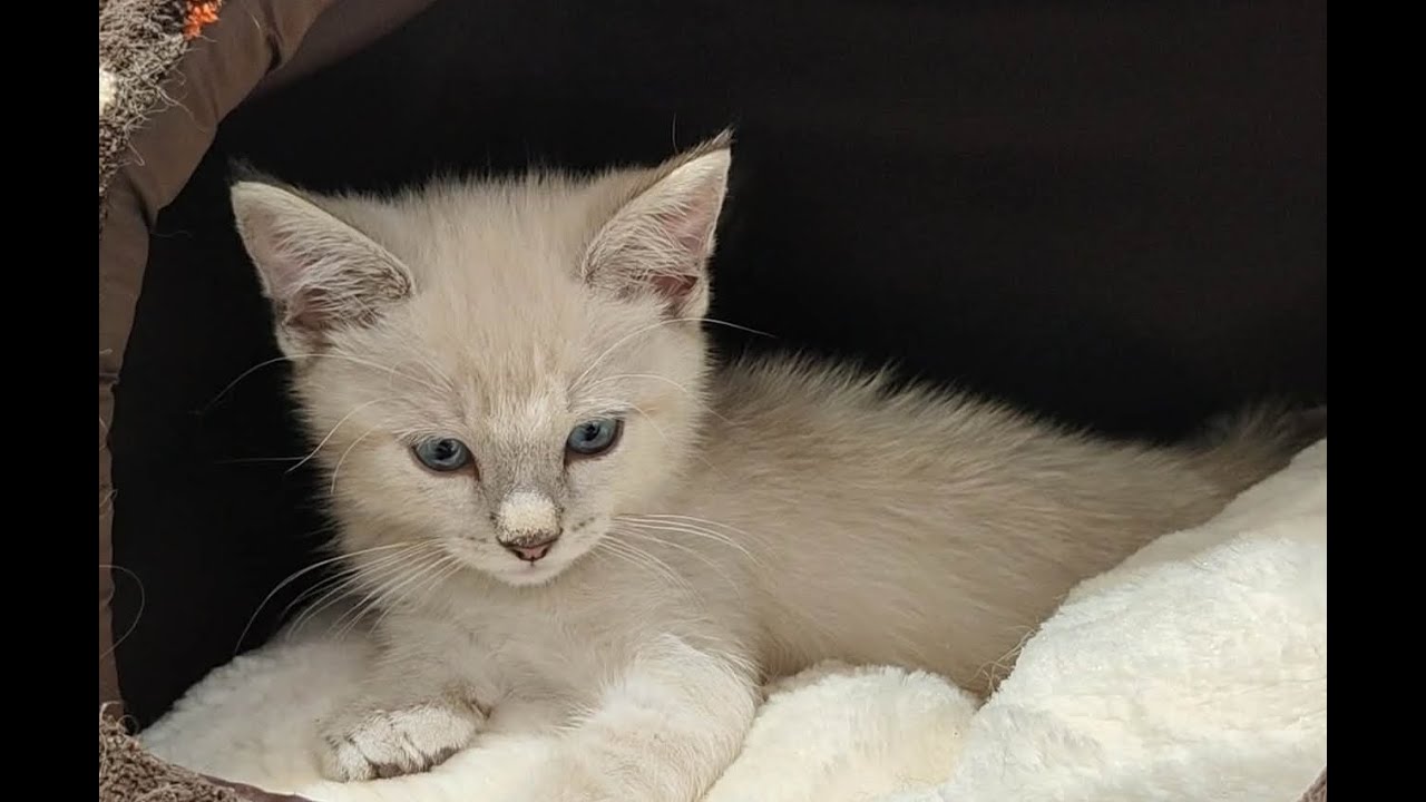 Cliff & Dave - Cutest Kittens!