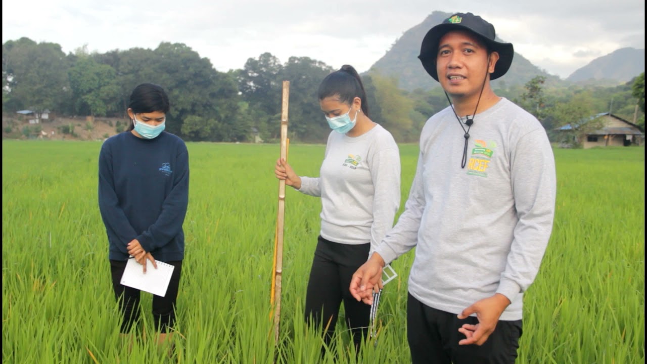 How to do AESA (Agro-Ecosystem Analysis)
