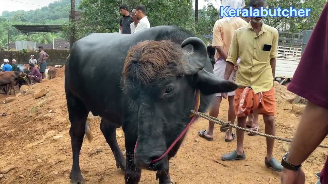 24/09/2025 നു നടന്ന ചതയിലെ വിലയും തൂക്കവും 