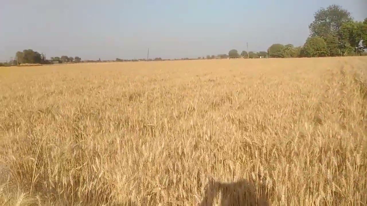Wheat Fasal #farm #modernfarmer #agrifuture #funny #automobile 