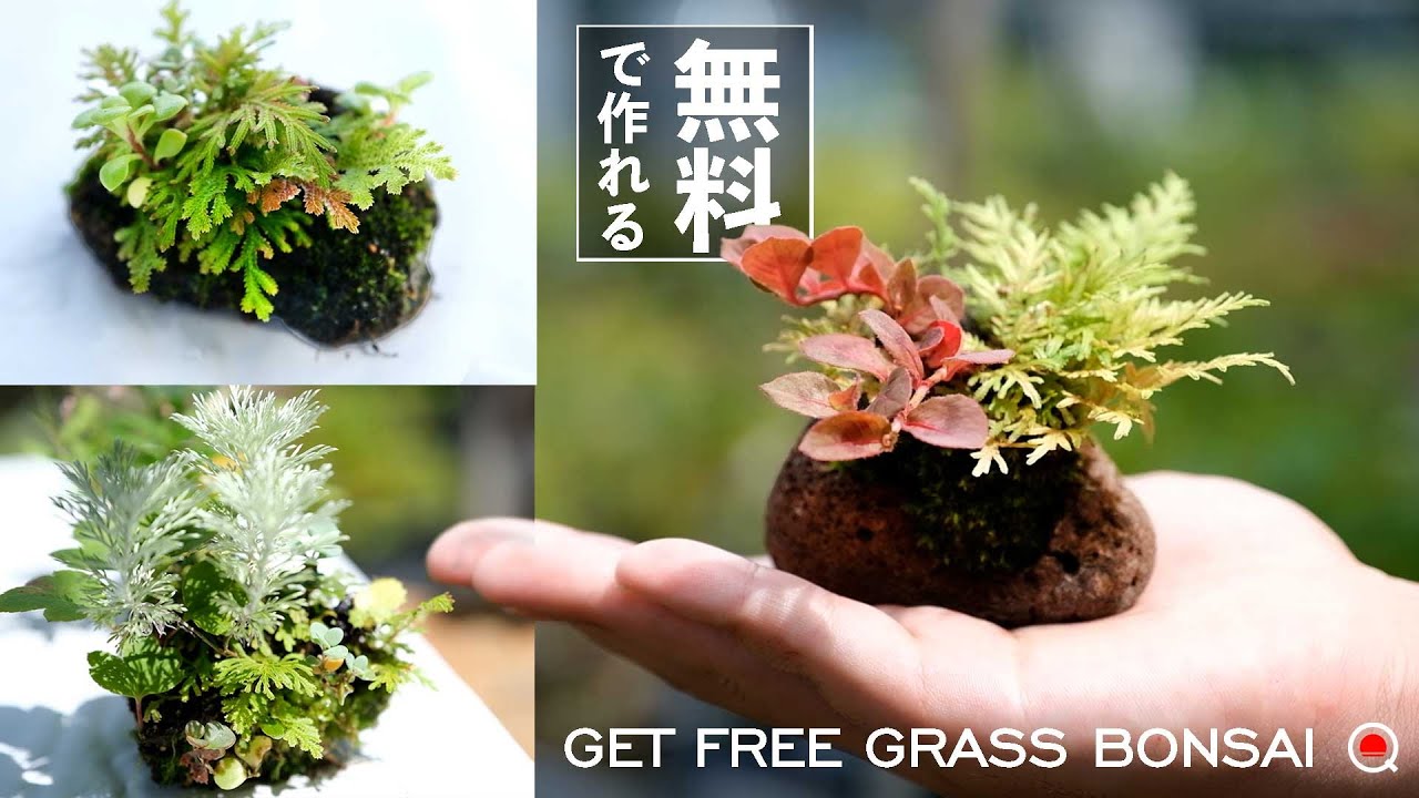 【無料】インスタ映えする草物盆栽を0円で作る方法。【盆栽Q】