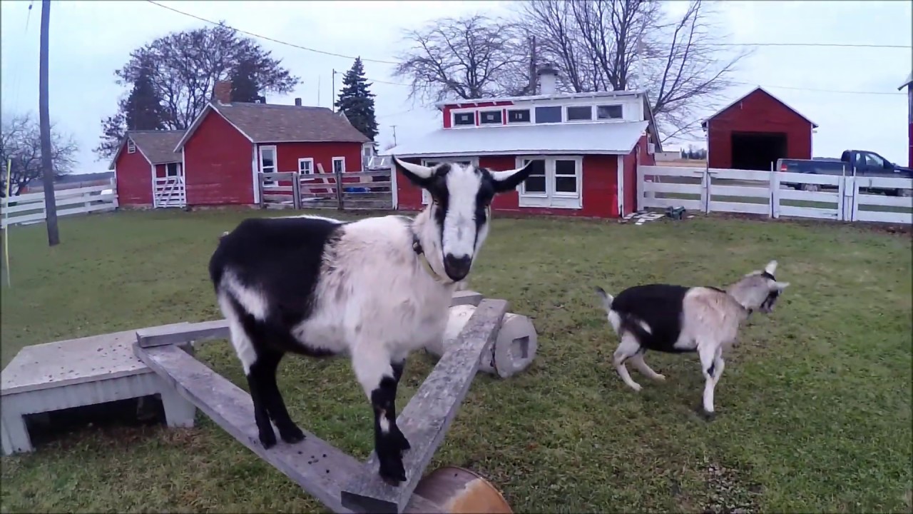 Switched-On Bach, with Goats!