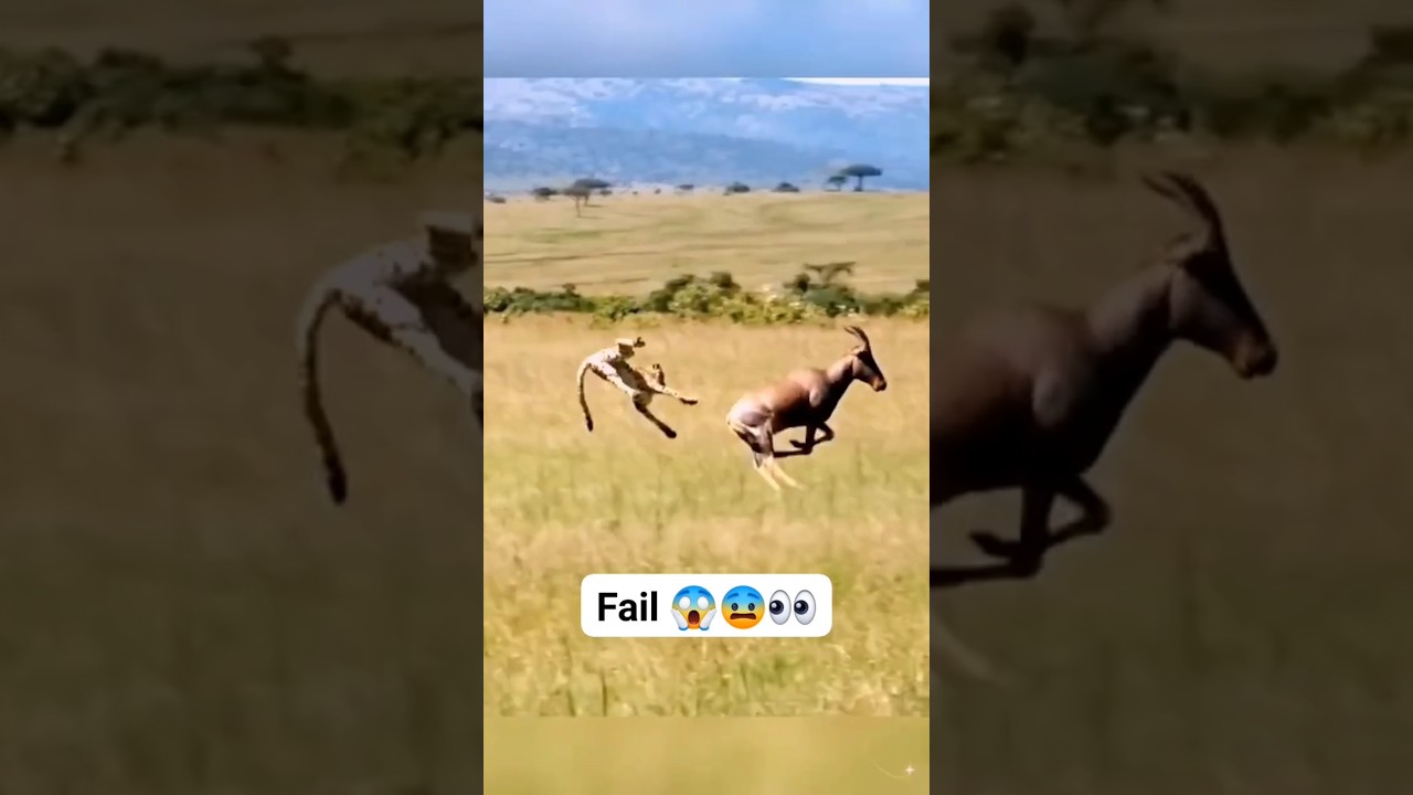 Lioness & Panther Fail Hunt 😱🔥 Unbelievable Ending! | 