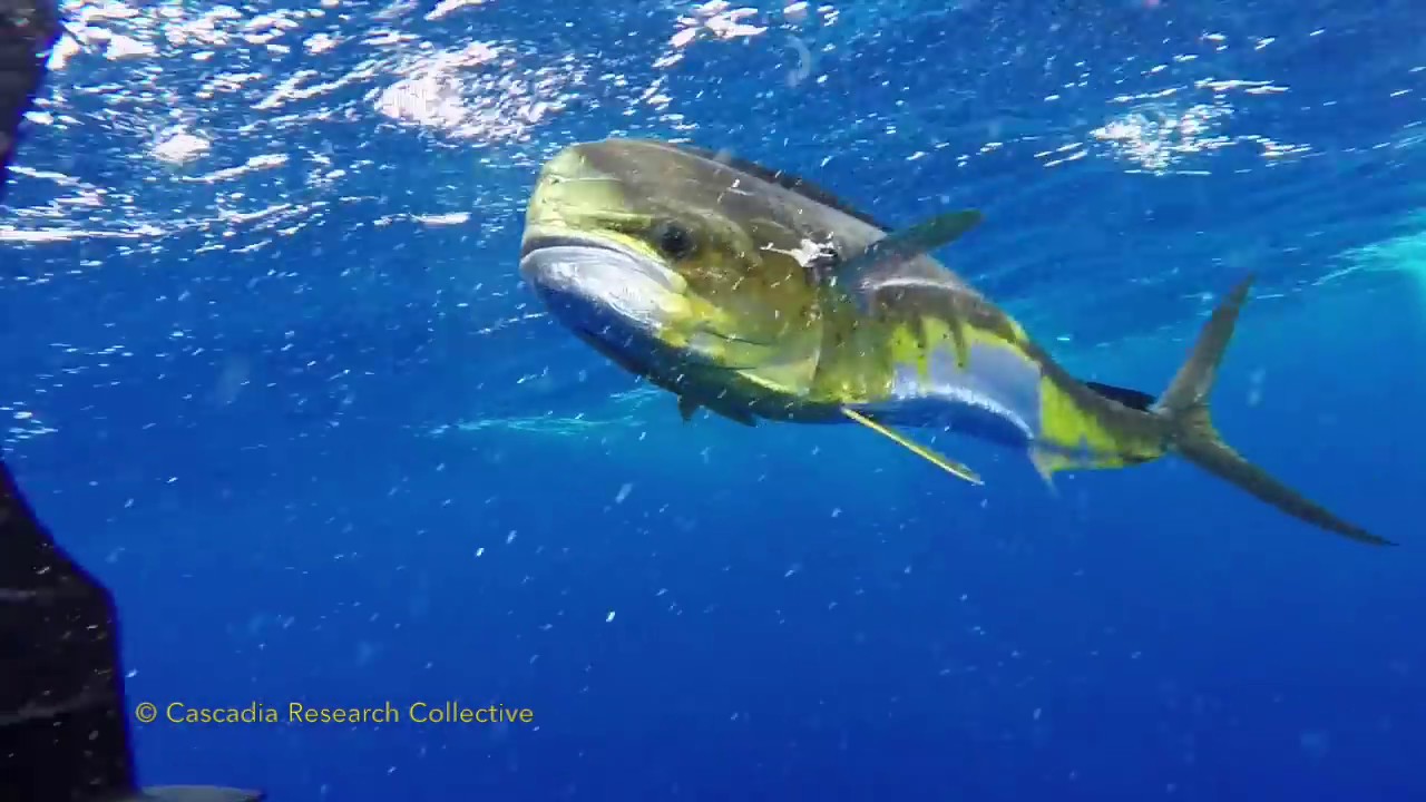 False killer whales and mahi mahi off Lāna‘i