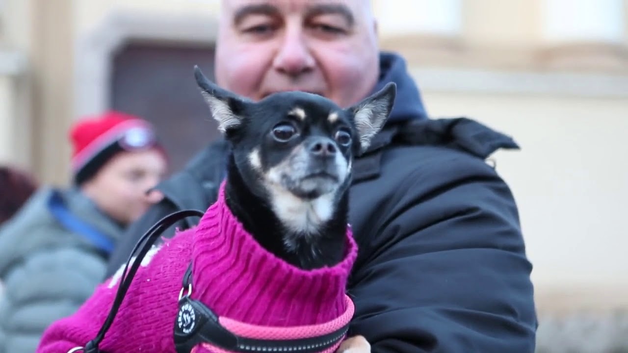 Sant’Antonio, il rito della benedizione degli animali domestici