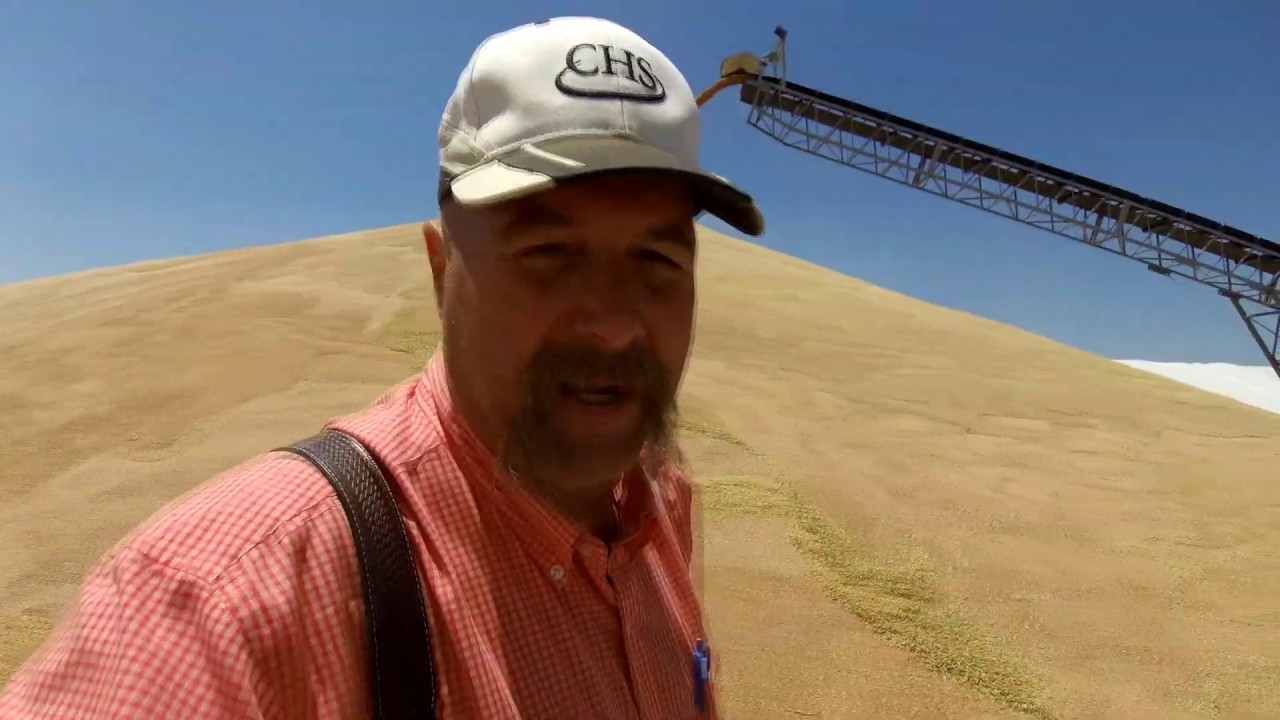 411  Kansas wheat harvest 2019