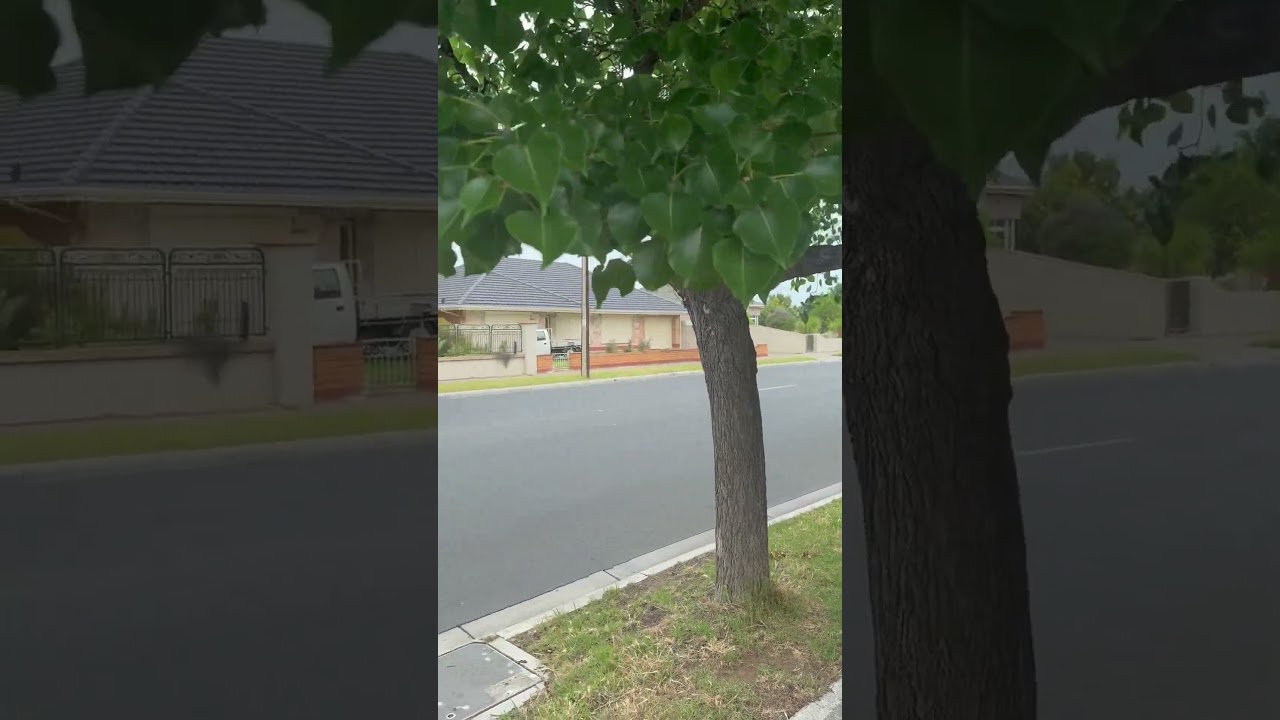Overgrown branches obstructing the footpath remain unaddressed by Charles Sturt Council