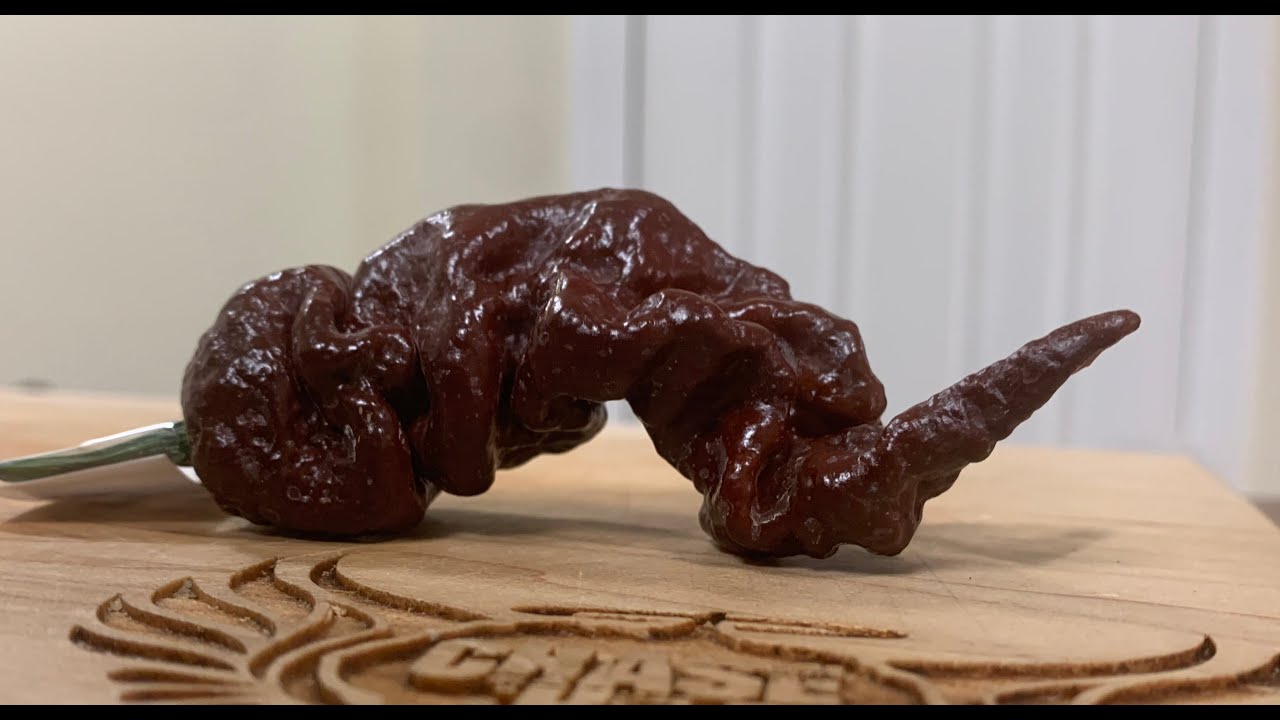 New HOTTEST of season! Choc. Primotalii from Seriously Hot Peppers! Scorcher BUT delicious!