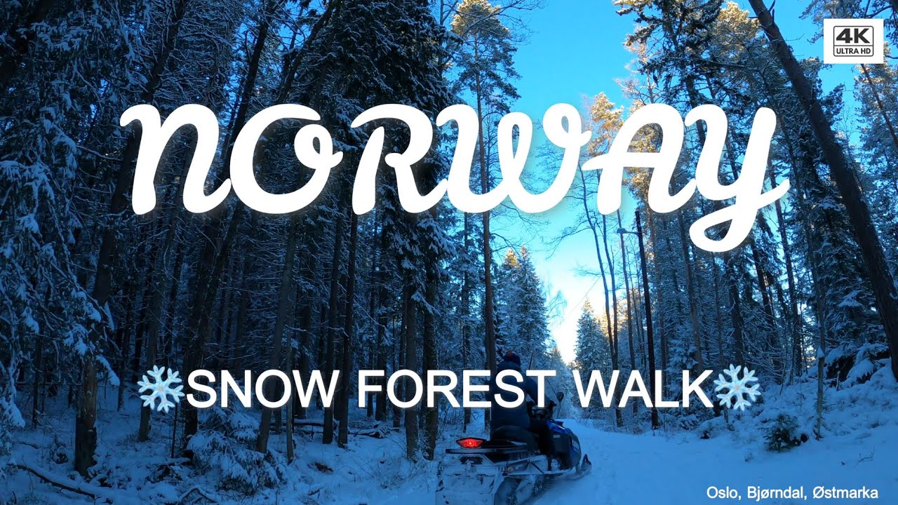 Healing Walk in a Sun-Drenched Snow Forest | No Talking, Just Peace