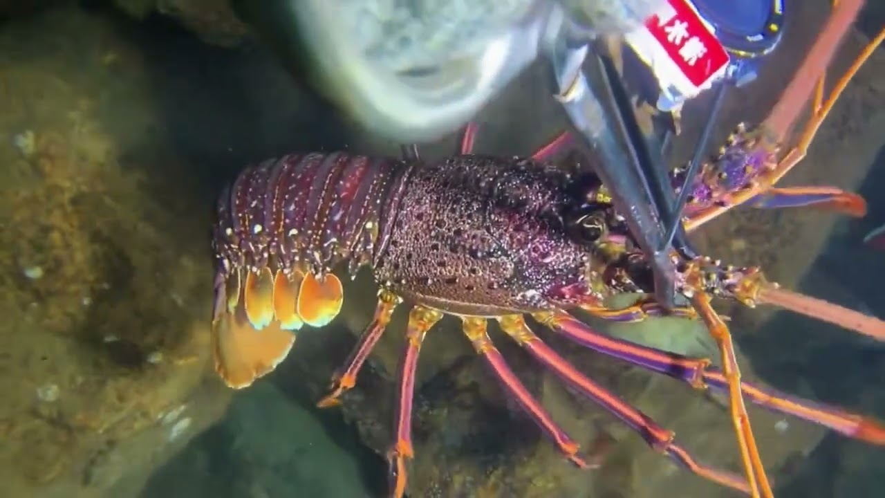 I Catching lobster🦞black sea cucumber🦠crab🦀shrimp🦐eel🪱 / Seafood 2025
