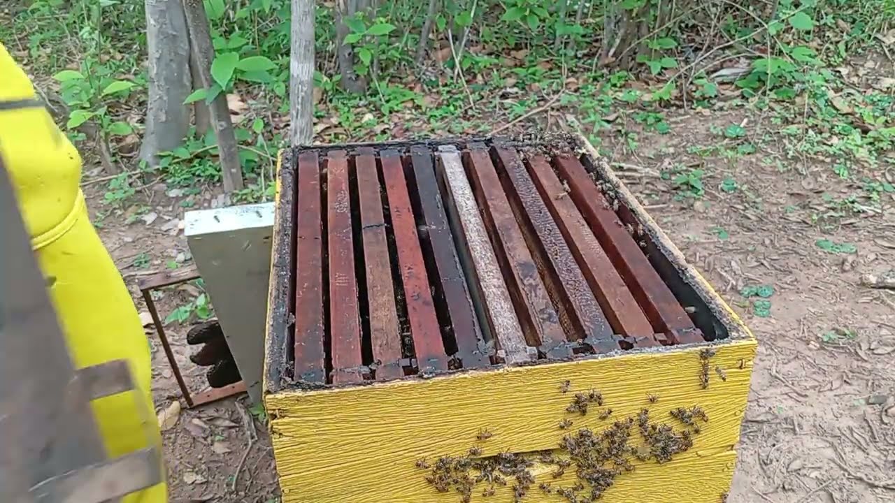 Revisão e troca de favos velhos por cera alveolada parte - 03