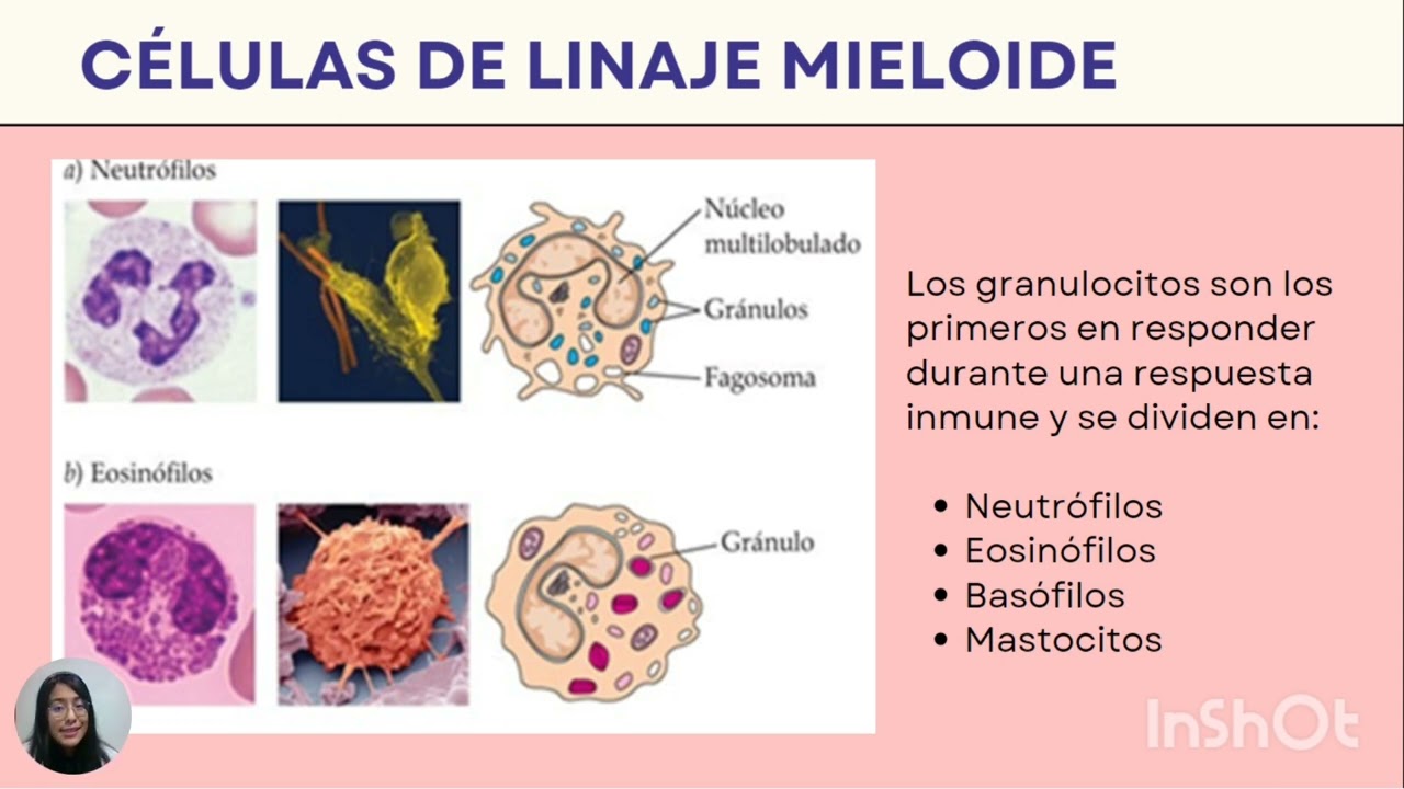 Capitulo 2 C&eacute;lulas, &Oacute;rganos y Microambientes del sistema Inmune.