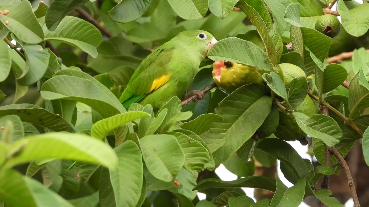 THESE PARAKEETS ARE GUAVA LOVERS!!!  PERIQUITOS ADORAM GOIABA!!!