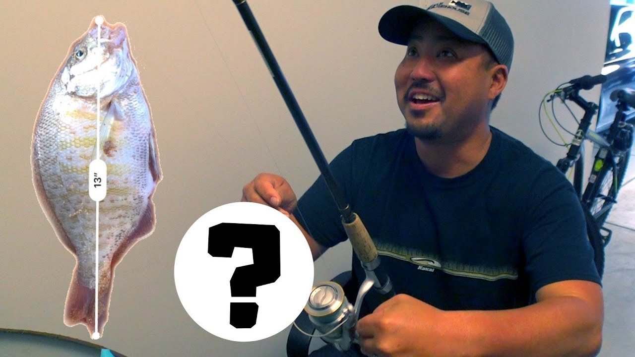 Bobbys secret barred surf perch bait revealed