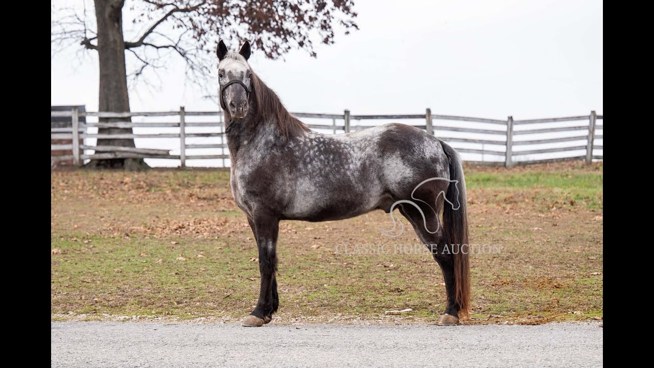 MERLE- www.classichorseauction.com