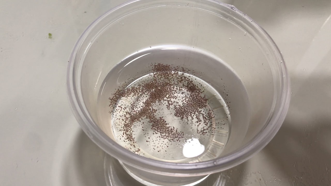 기포기, 히터 없이 생 브라인쉬림프 매일매일 끓이는 방법 Hatching brineshrimp without an airpump and a heater