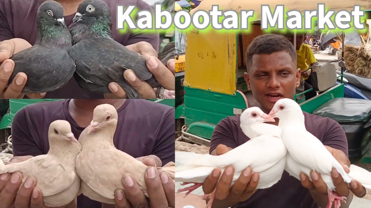 Kabootar Bazaar | Sunday Market Riverfront Ahmedabad | Kabutar Mandi