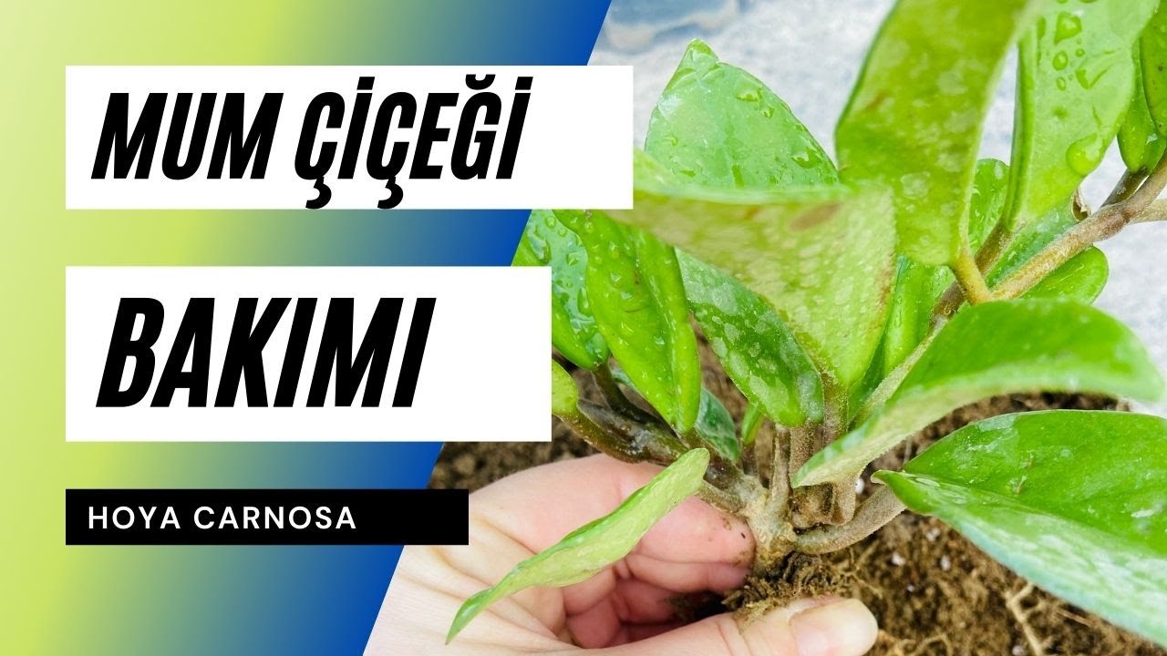 Hoya Carnosa 🌸  Mum Çiçeği Bakımı Püf Noktaları | Ev Yeşili