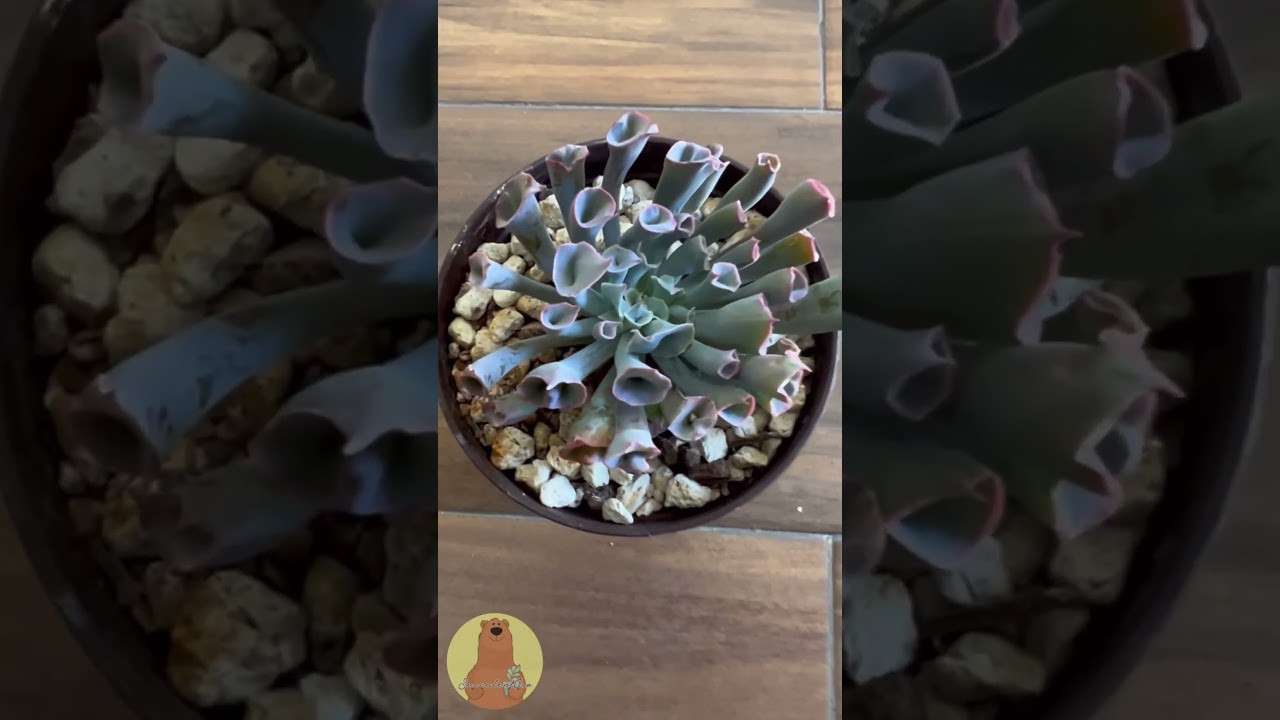 Echeveria Pink Trumpet, una suculenta de las m&aacute;s hermosas #Shorts #Short #Suculenta #Suculentas