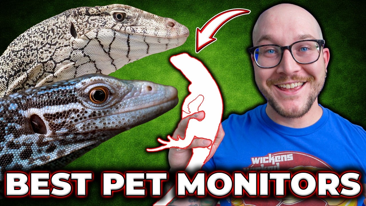 TOP 10 BEST PET MONITOR LIZARDS
