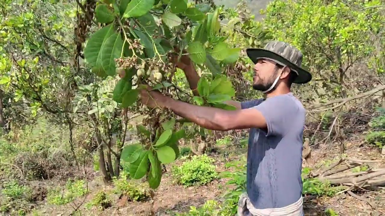 रानात गेलो काजू आणायला आणि बनवली ओल्या काजूची भाजी#काजूची भाजी#kokan 