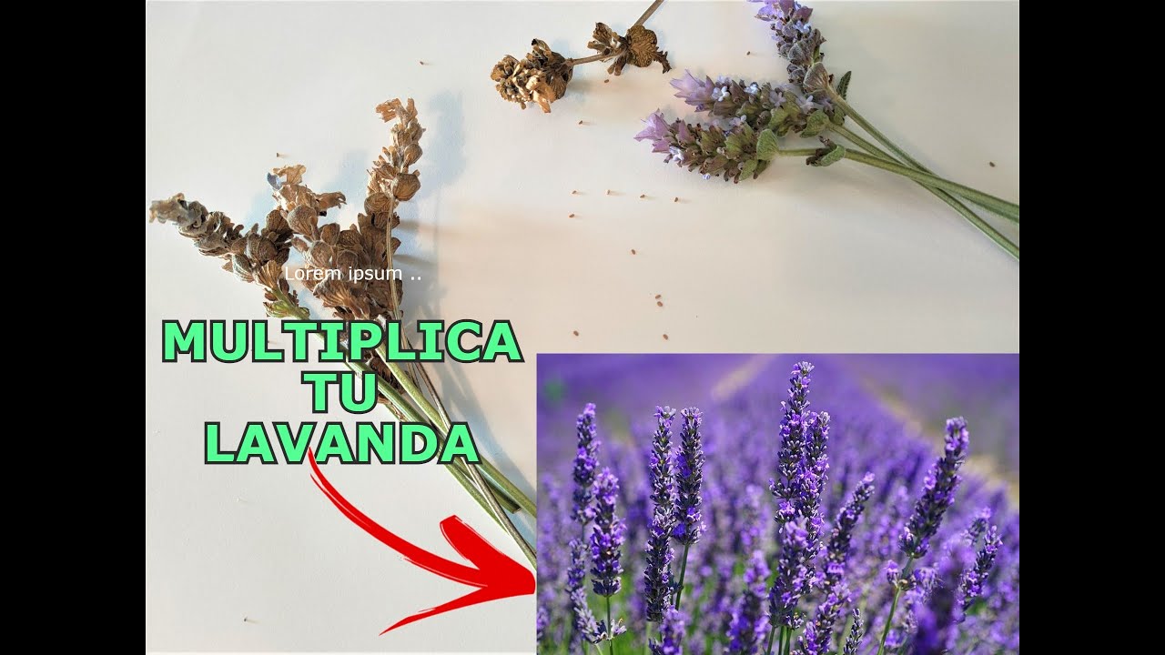 Como extraer SEMILLAS de LAVANDA o espliego