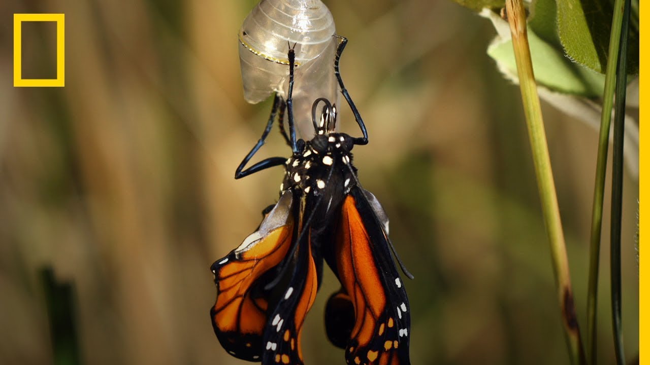¿Cuánto tarda una LARVA en convertirse en esta BELLA MARIPOSA? | National Geographic en Español