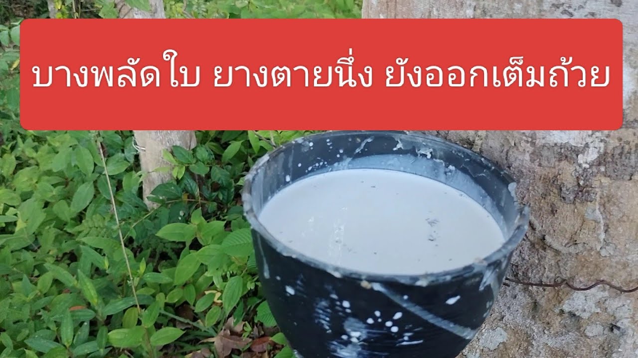 ถึงจะกรีดในช่วงบางพลัดใบ ยางยังคงออกเต็มถ้วย